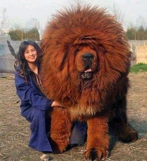 Now that's what I call a dog. A Tibetan mastiff, to be precise. Not a show poodle. Let's name him Reformation.